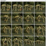 AkioArachnid.avi_thumbs_[2012.04.07_13.15.20]