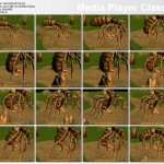 AzumiArachnid.avi_thumbs_[2012.04.08_16.42.32]